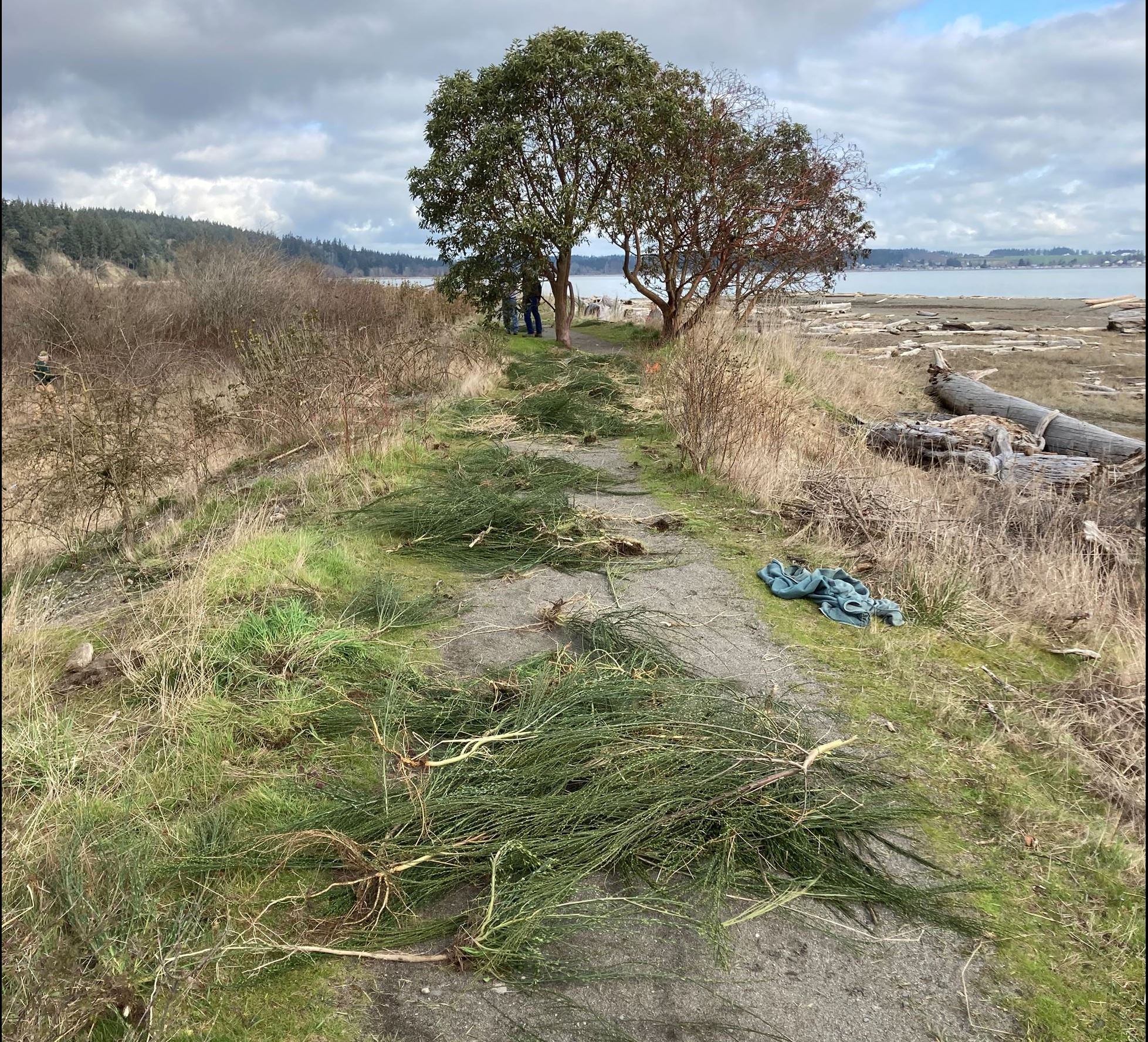 A picture of a Scotch broom removal event at Iverson spit